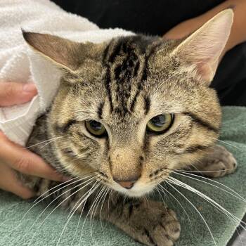 Yugi -  Domestic Short Hair Cat for Adoption in Murray, Utah - Yugi | PetCurious