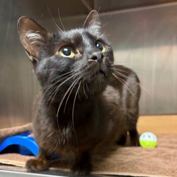 Queenie -  Domestic Short Hair Cat for Adoption in Nashville, Tennessee - Queenie | PetCurious