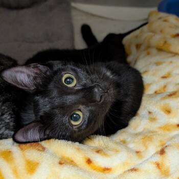 Sparkles -  Domestic Short Hair Cat for Adoption in Titusville, Florida - Sparkles | PetCurious