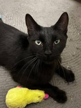 Domestic Short Hair Cats Available for Adoption in Houston, Texas - SAMANTHA | PetCurious