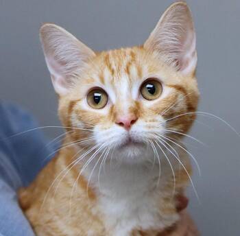 Alice (AO37701) -  Domestic Short Hair Cat for Adoption in Kansas City, Kansas - Alice (AO37701) | PetCurious
