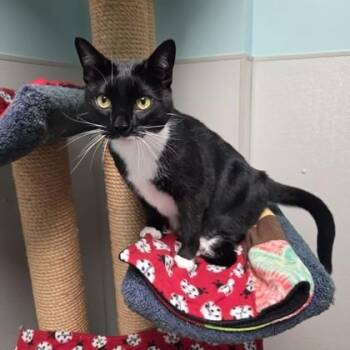 Hoot -  Domestic Short Hair Cat for Adoption in Worcester, Massachusetts - Hoot | PetCurious