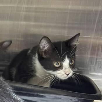 Zara -  Domestic Short Hair Cat for Adoption in Caldwell, Texas - Zara | PetCurious