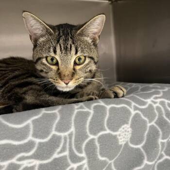 Domestic Short Hair Cats Available for Adoption in Fort Wayne, Indiana - Jack Abbott | PetCurious