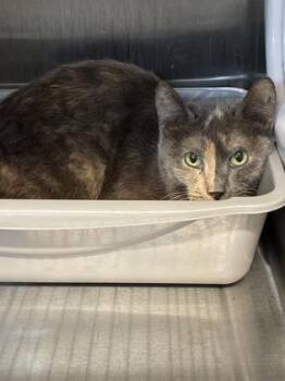 Chud (E15) -  Domestic Short Hair Cat for Adoption in Lafayette, Indiana - Chud (E15) | PetCurious