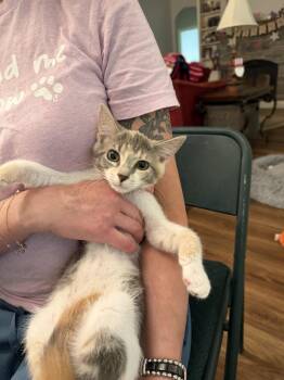 Bombshell (Available for pre-adoption) -  Domestic Short Hair Cat for Adoption in Camden, South Carolina - Bombshell (Available For Pre-adoption) | PetCurious