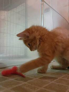 Red Rover -  Domestic Medium Hair Cat for Adoption in Candler, North Carolina - Red Rover | PetCurious