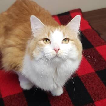 Gooseberry -  Domestic Medium Hair Cat for Adoption in Marshfield, Wisconsin - Gooseberry | PetCurious