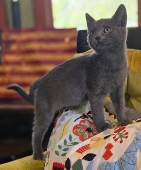 The Flash -  Domestic Short Hair Cat for Adoption in Saint Charles, Missouri - The Flash | PetCurious