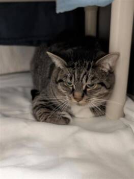 Tom -  Domestic Short Hair Cat for Adoption in Montreal, Quebec - Tom | PetCurious