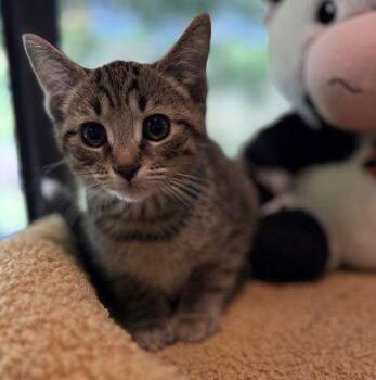 Brahms -  Domestic Short Hair Cat for Adoption in Midland, Virginia - Brahms | PetCurious