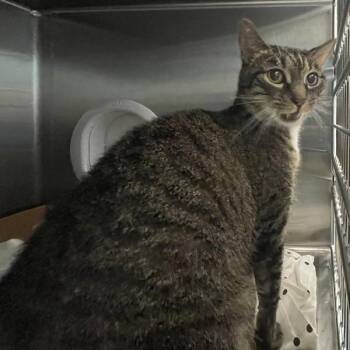 Pyramid Head -  Domestic Short Hair Cat for Adoption - Pyramid Head | PetCurious