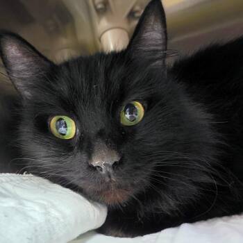 Domestic Medium Hair Cats Available for Adoption - Lula | PetCurious