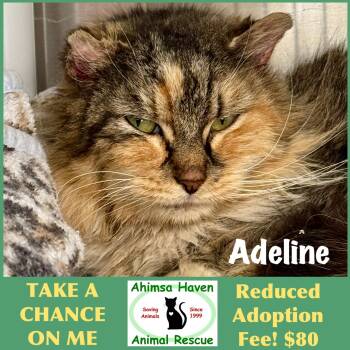 Adeline -  Domestic Long Hair Cat for Adoption in Winchendon, Massachusetts - Adeline | PetCurious