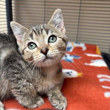 Domestic Short Hair Cats Available for Adoption in Dallas, Texas - Leek | PetCurious