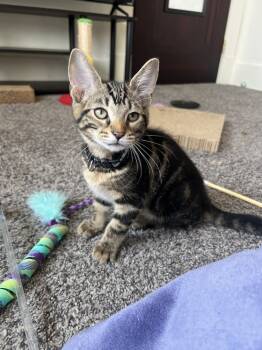 Rescue Domestic Short Hair Cats for Adoption in West Mifflin, Pennsylvania - Palermo | PetCurious