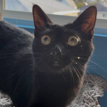 Domestic Short Hair Cats Available for Adoption - Mariella | PetCurious