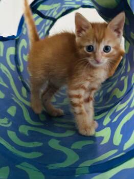 Domestic Short Hair Cats Available for Adoption in Fort Payne, Alabama - Churro | PetCurious