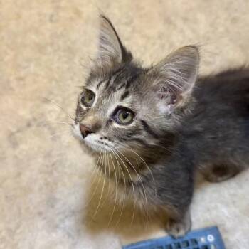 Fuzzy Wuzzy -  Domestic Medium Hair Cat for Adoption in Walnut Creek, California - Fuzzy Wuzzy | PetCurious
