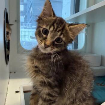 Peter Parker -  Domestic Medium Hair Cat for Adoption in Westhampton, New York - Peter Parker | PetCurious