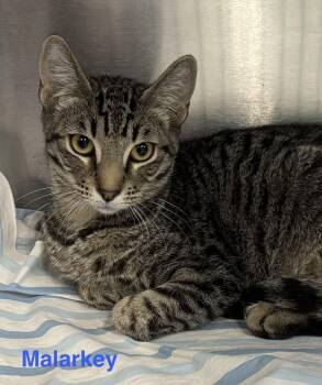 Malarkey -  Tabby Cat for Adoption in Las Vegas, Nevada - Malarkey | PetCurious