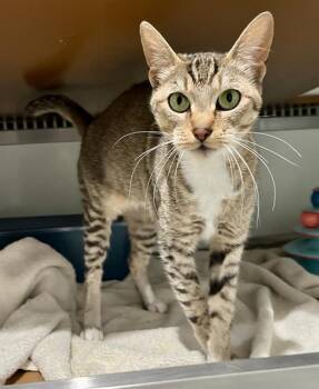 SILVER -  Domestic Short Hair Cat for Adoption in San Francisco, California - SILVER | PetCurious