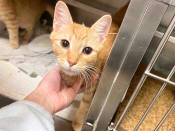 PEDRO -  Domestic Short Hair Cat for Adoption in Fort Wayne, Indiana - PEDRO | PetCurious