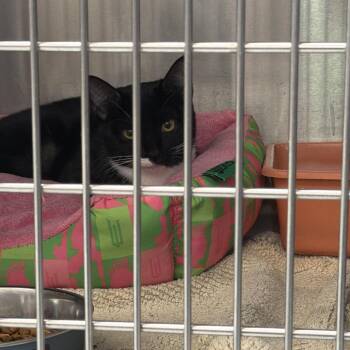 1583-C26 -  Domestic Short Hair Cat for Adoption in Port Charlotte, Florida - 1583-C26 | PetCurious