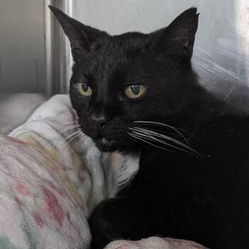 Shadow -  Domestic Short Hair Cat for Adoption in Asheville, North Carolina - Shadow | PetCurious