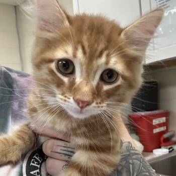 Beignet 28692 -  Domestic Short Hair Cat for Adoption in Middleburg, Florida - Beignet 28692 | PetCurious