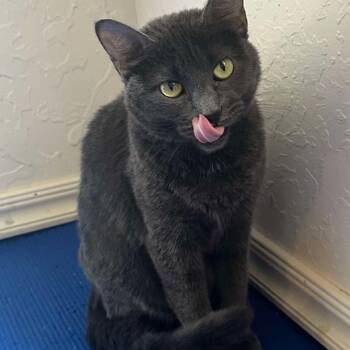 Dawn -  Domestic Short Hair Cat for Adoption in Warr Acres, Oklahoma - Dawn | PetCurious
