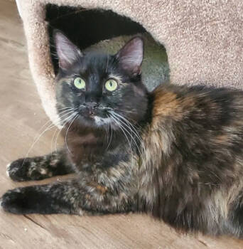 Rescue Domestic Medium Hair and Domestic Short Hair Cats for Adoption in Encinitas, California - Gabby | PetCurious