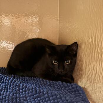 Theros -  Domestic Short Hair Cat for Adoption in Burnaby, British Columbia - Theros | PetCurious