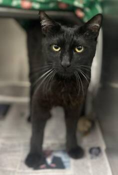 Timothy -  Domestic Short Hair Cat for Adoption in Fruit Heights, Utah - Timothy | PetCurious