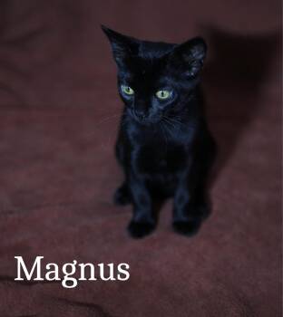 Domestic Short Hair Cats Available for Adoption - Magnus | PetCurious