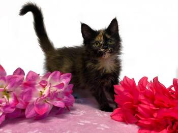 CLEMENTINE -  Domestic Medium Hair Cat for Adoption in Graham, Washington - CLEMENTINE | PetCurious
