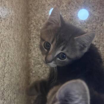 Maryland -  Domestic Short Hair Cat for Adoption in Philadelphia, Pennsylvania - Maryland | PetCurious