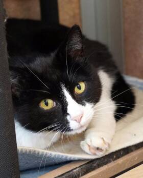Domestic Short Hair Cats Available for Adoption in Novato, California - Lulu | PetCurious