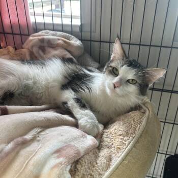 Domestic Long Hair Cats Available for Adoption - Ginger | PetCurious