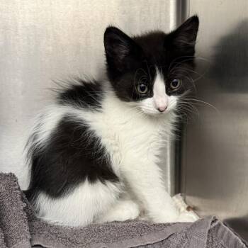 Venus -  Domestic Short Hair Cat for Adoption in Oakland, California - Venus | PetCurious
