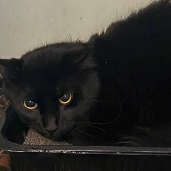 Tommy -  Maine Coon and Domestic Medium Hair Cat for Adoption in Anderson, Texas - Tommy | PetCurious