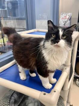 Samantha -  Domestic Long Hair Cat for Adoption in Webster, Wisconsin - Samantha | PetCurious