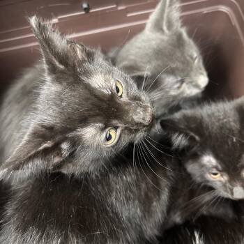 Mesa -  Domestic Short Hair Cat Available for Adoption in Galveston, Texas - Mesa | PetCurious
