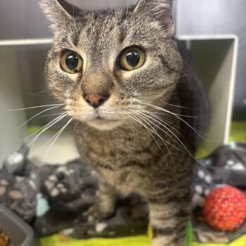 Marley -  Domestic Short Hair Cat for Adoption in Cranston, Rhode Island - Marley | PetCurious