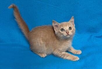 Sunkist -  Domestic Short Hair Cat for Adoption in Waterloo, Iowa - Sunkist | PetCurious