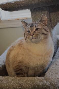 Siamese and Tabby Cats Available for Adoption - Jinx | PetCurious