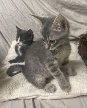 Cloud -  Domestic Short Hair Cat for Adoption in Stover, Missouri - Cloud | PetCurious