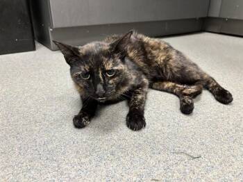 Domestic Short Hair Cats Available for Adoption in Ontario, California - CINNAMON | PetCurious