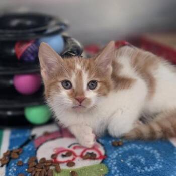 Flake -  Domestic Short Hair Cat for Adoption in Westland, Michigan - Flake | PetCurious