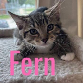Fern -  Domestic Short Hair Cat for Adoption in Kansas City, Missouri - Fern | PetCurious